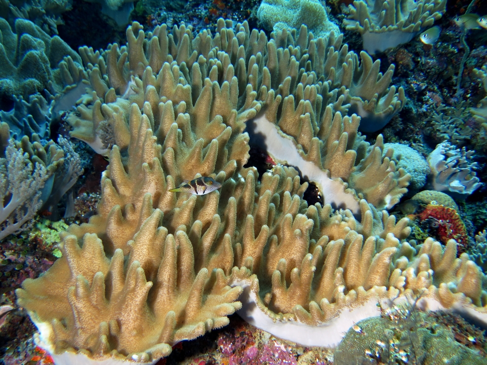 Sinularia polydactyla, Canthigaster valentini