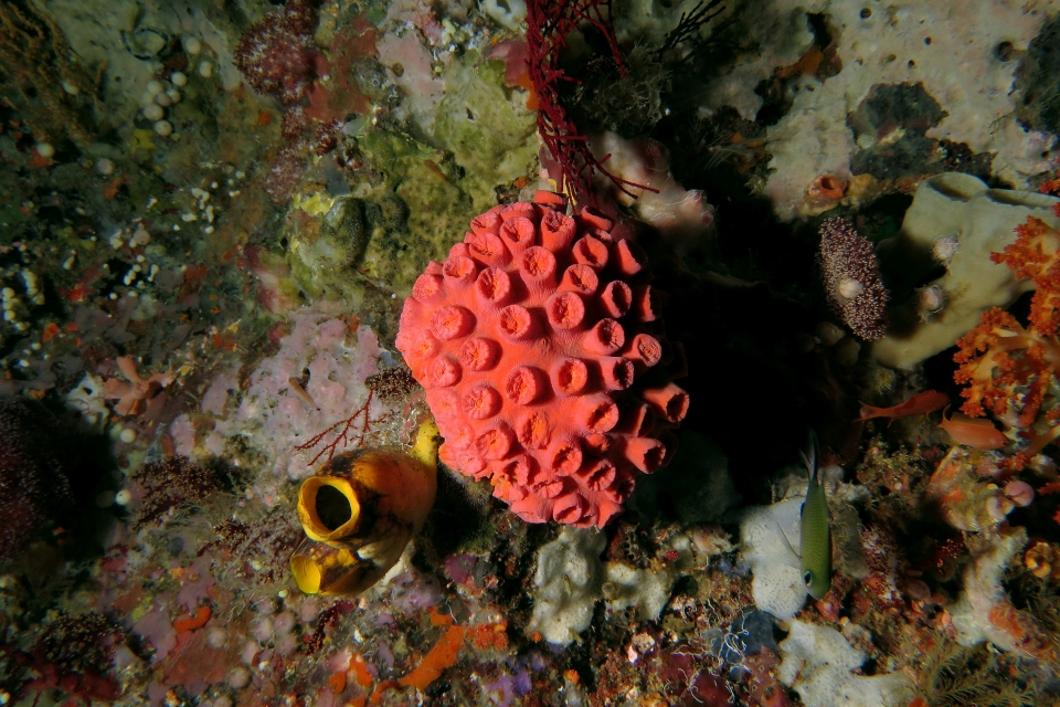 Tubastraea coccinea