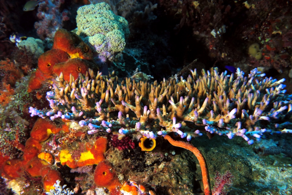 Acropora loripes