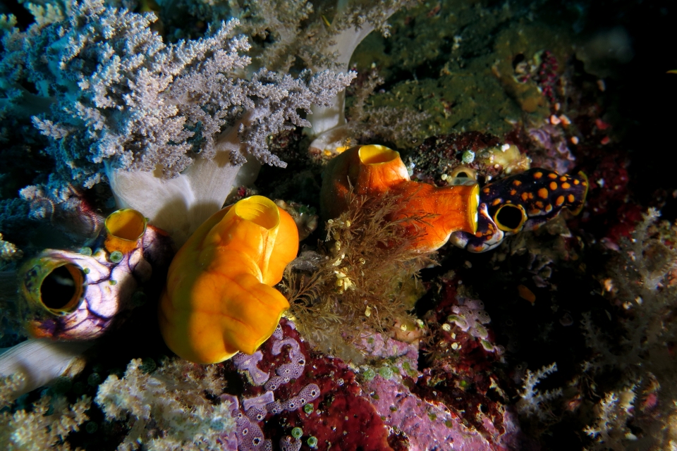 Polycarpa aurata, Didemnum sp.