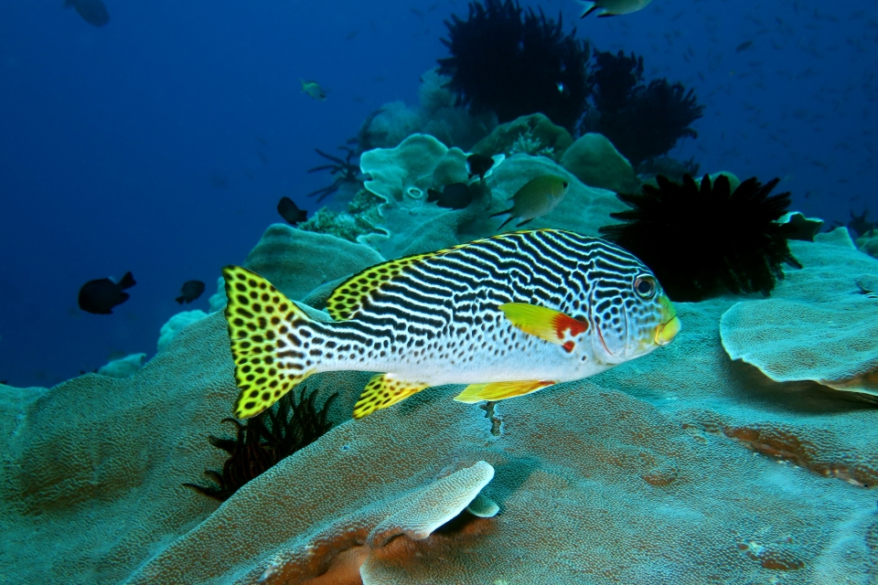 Plectorhinchus lineatus, Diploastrea heliopora