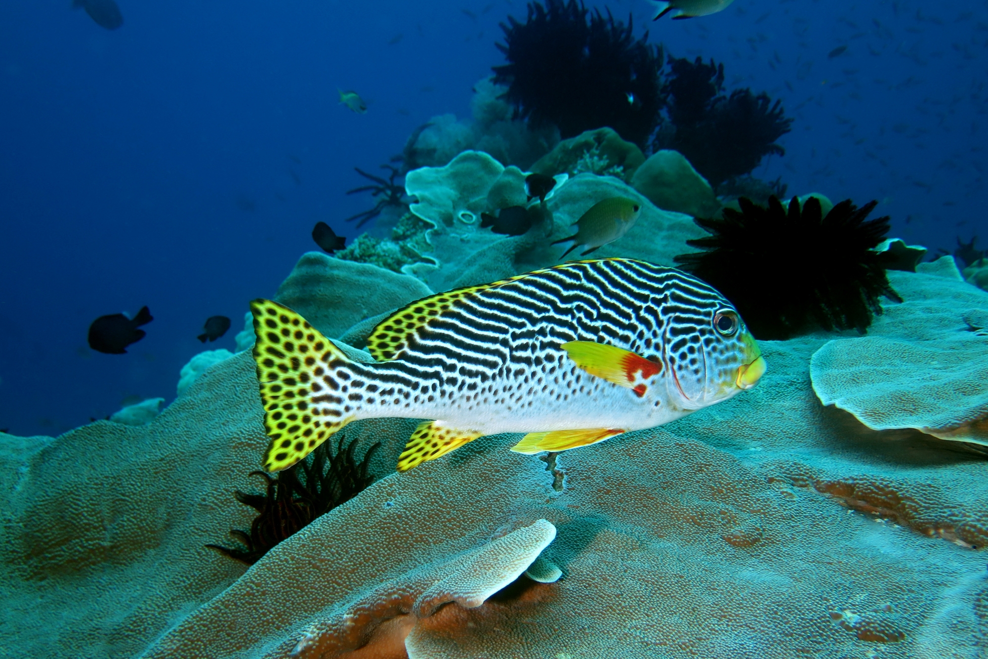 Plectorhinchus lineatus, Diploastrea heliopora