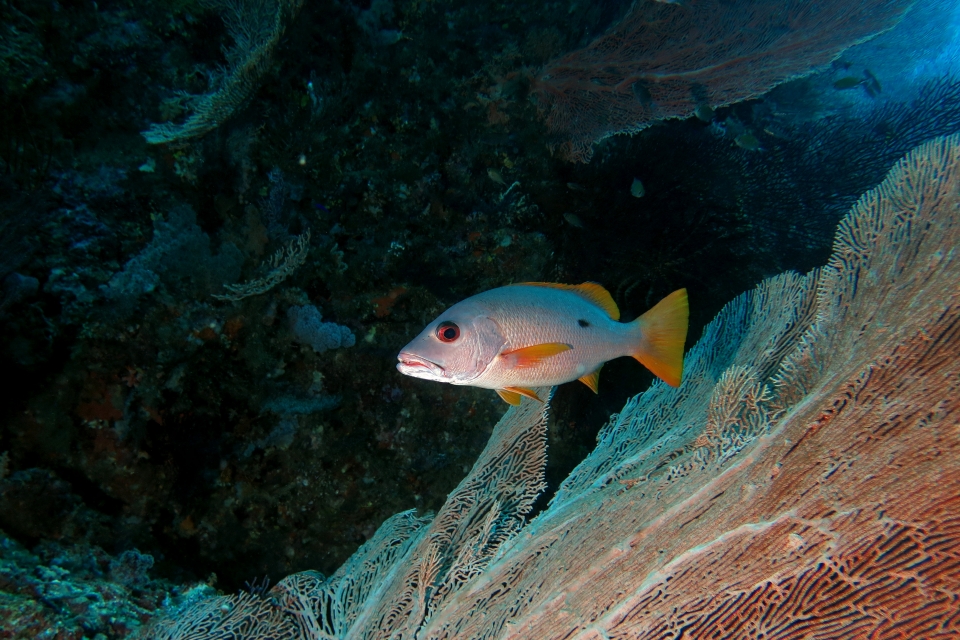 Lutjanus monostigma