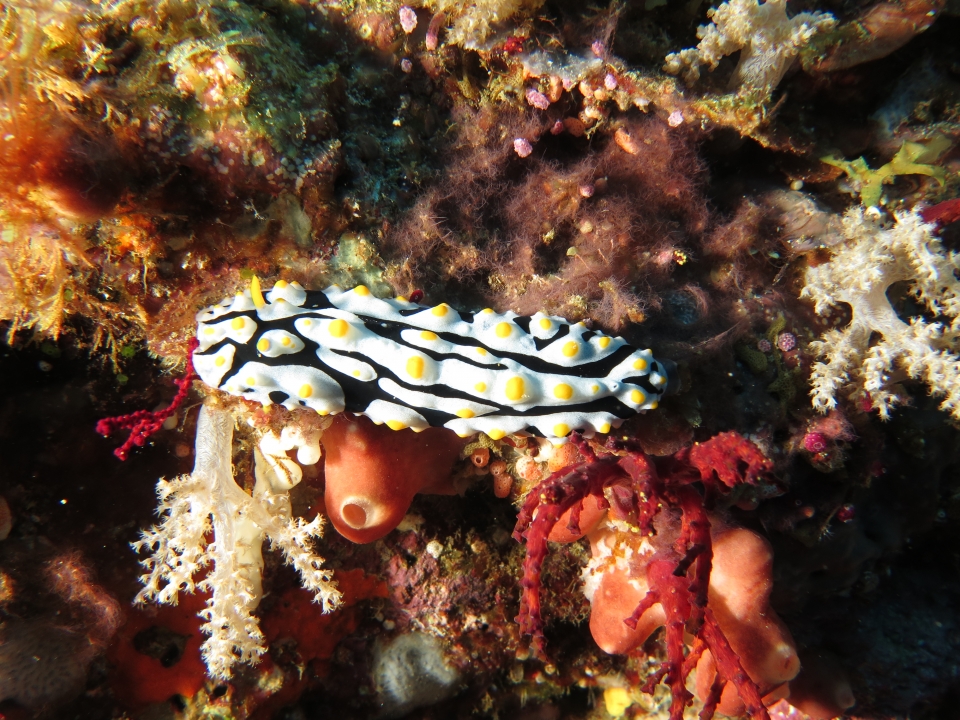 Phyllidia exquisita ou Phyllidia varicosa à déterminer