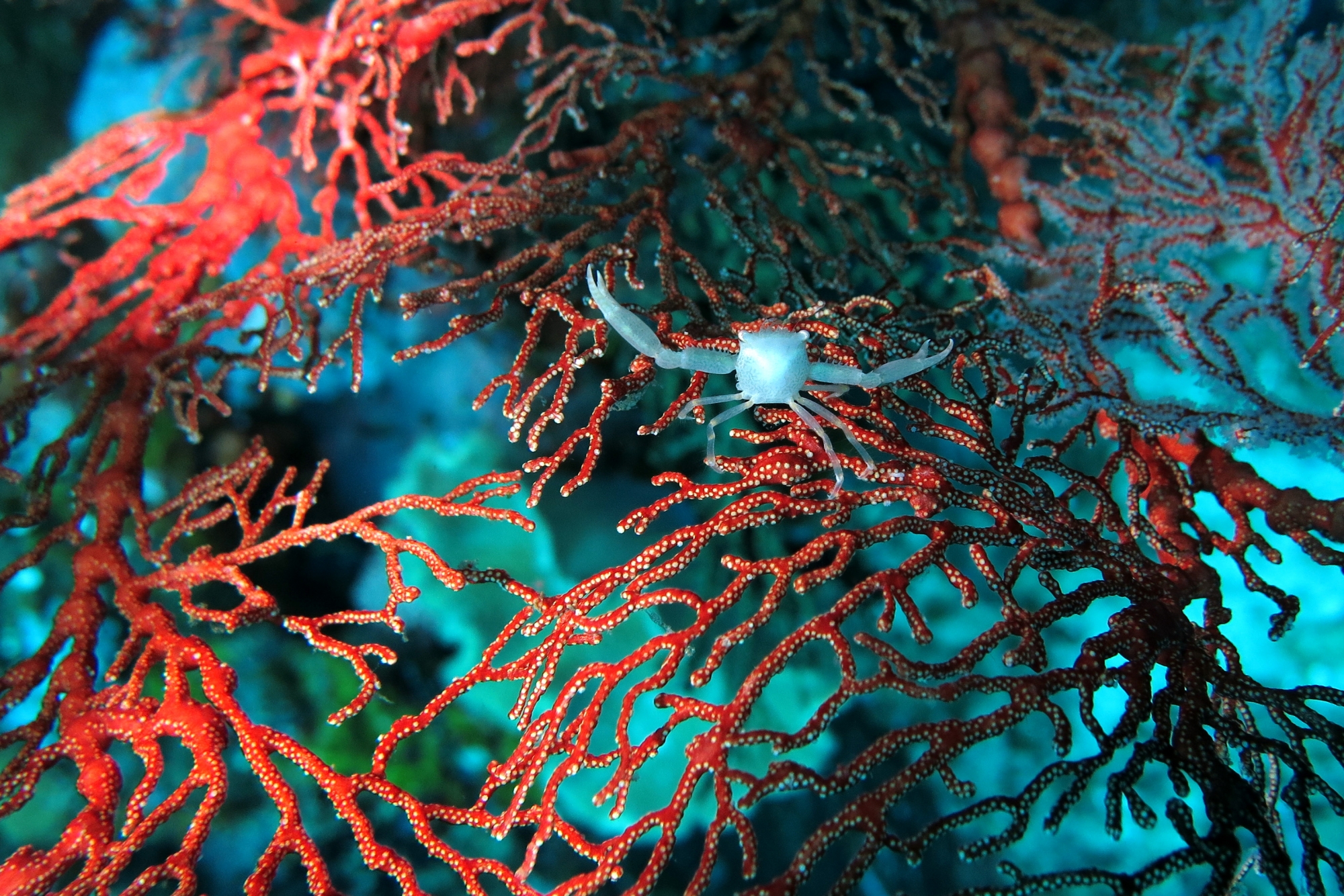 Quadrella coronata, Melithaea ochracea