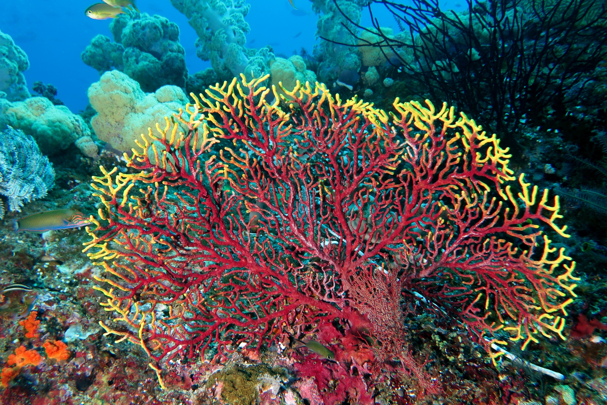 Acanthogorgia Sp.