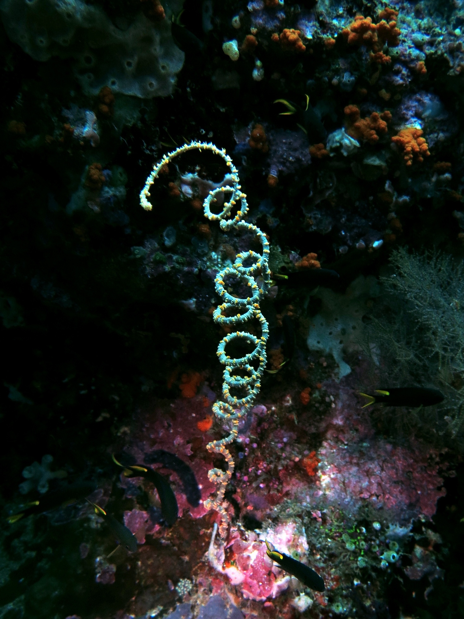 Cirrhipathes spiralis