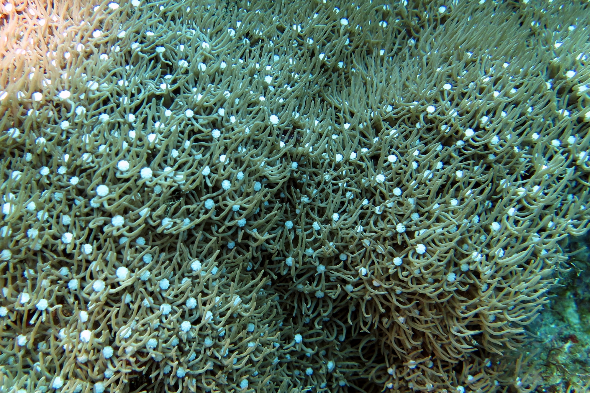 Tubipora musica