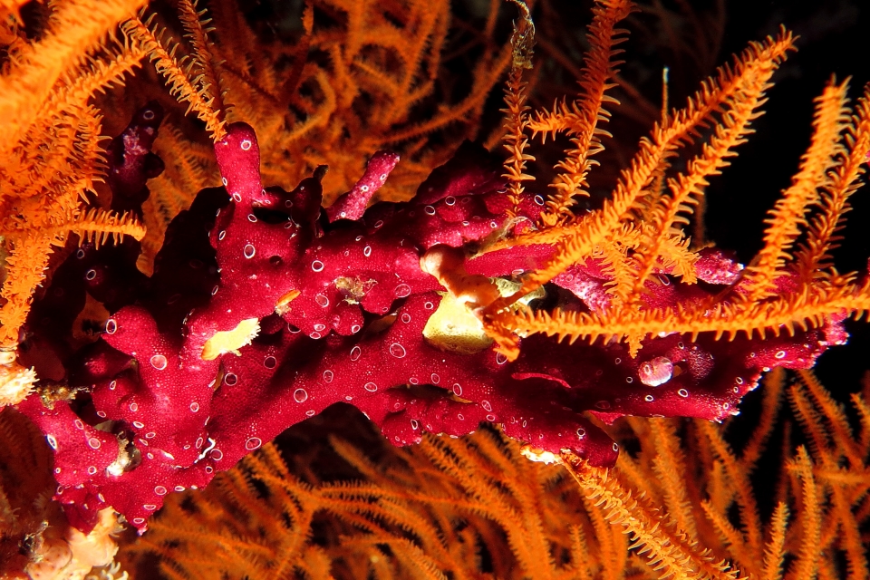Didemnum sp., Antipathes sp.