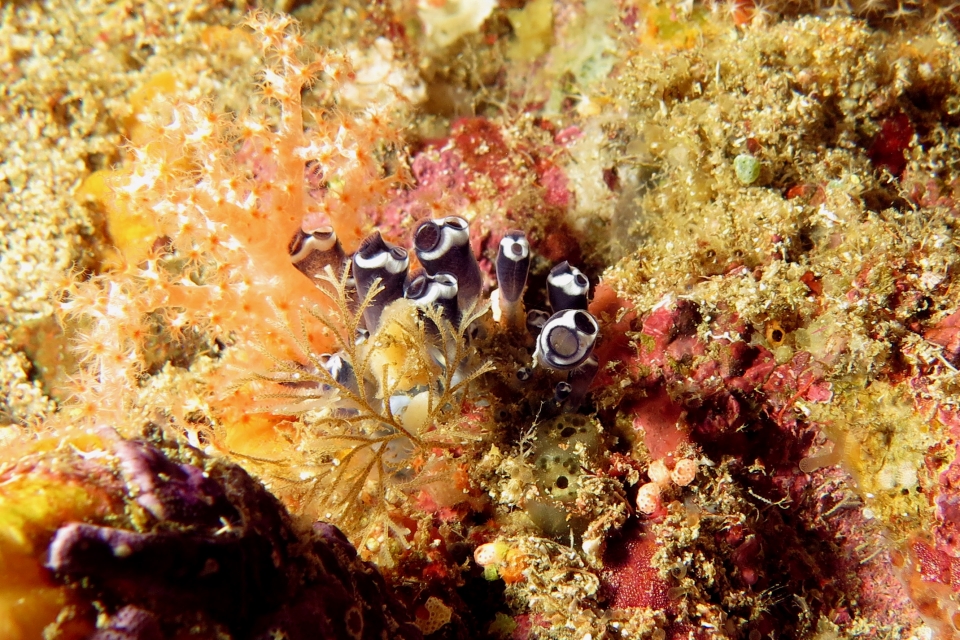 Clavelina robusta