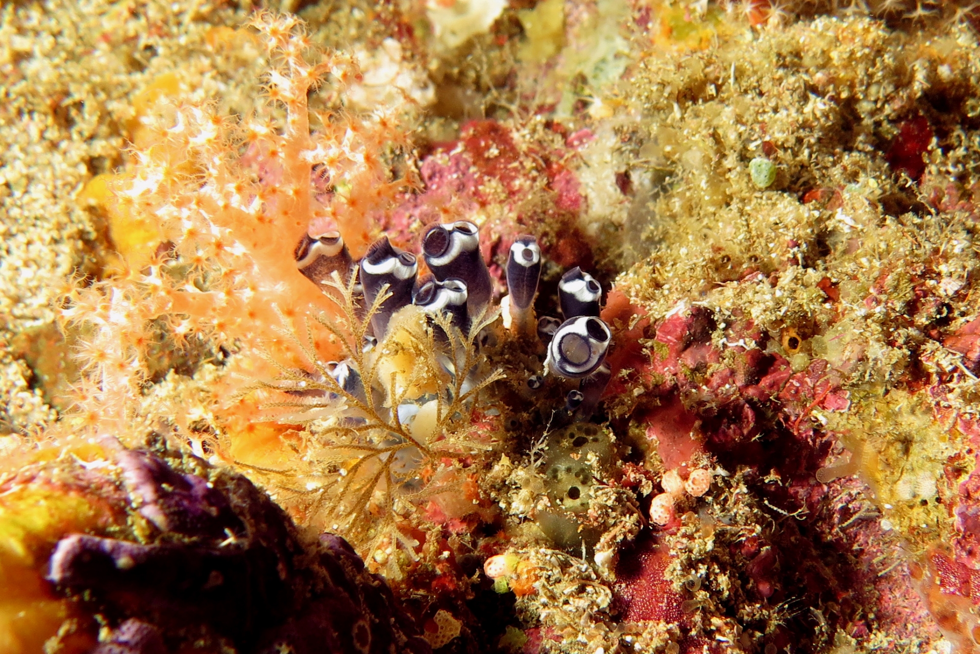 Clavelina robusta