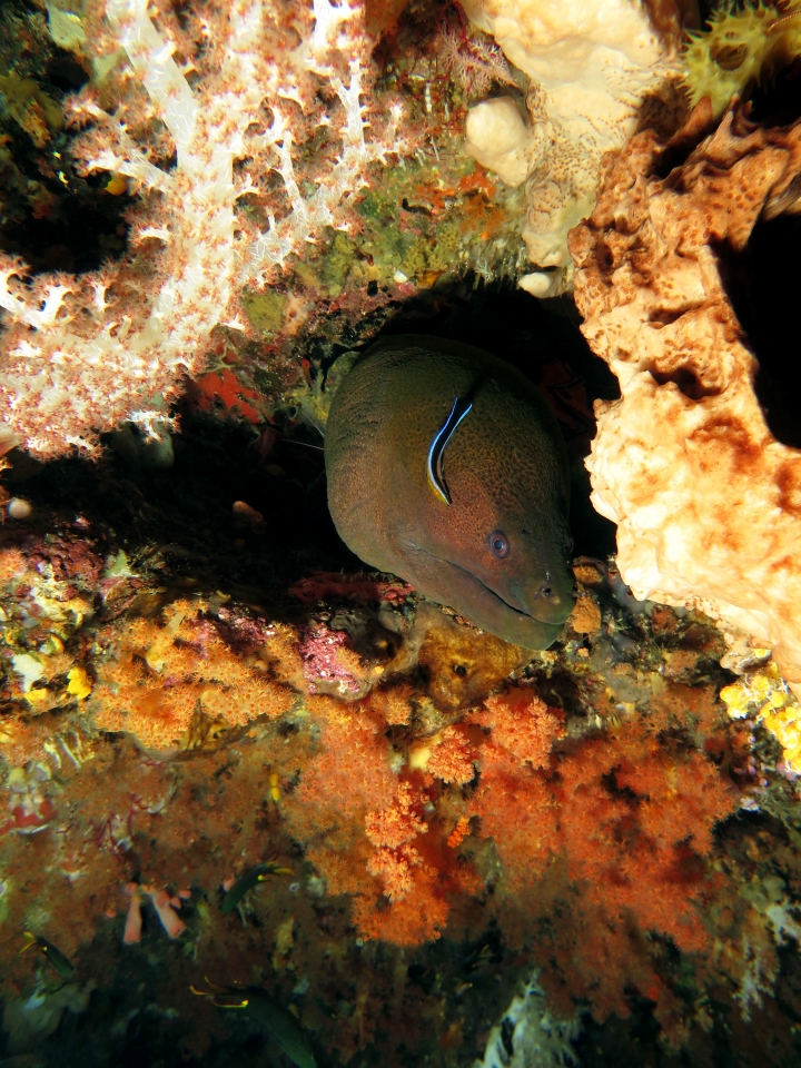 Gymnothorax javanicus, Labroides dimidiatus