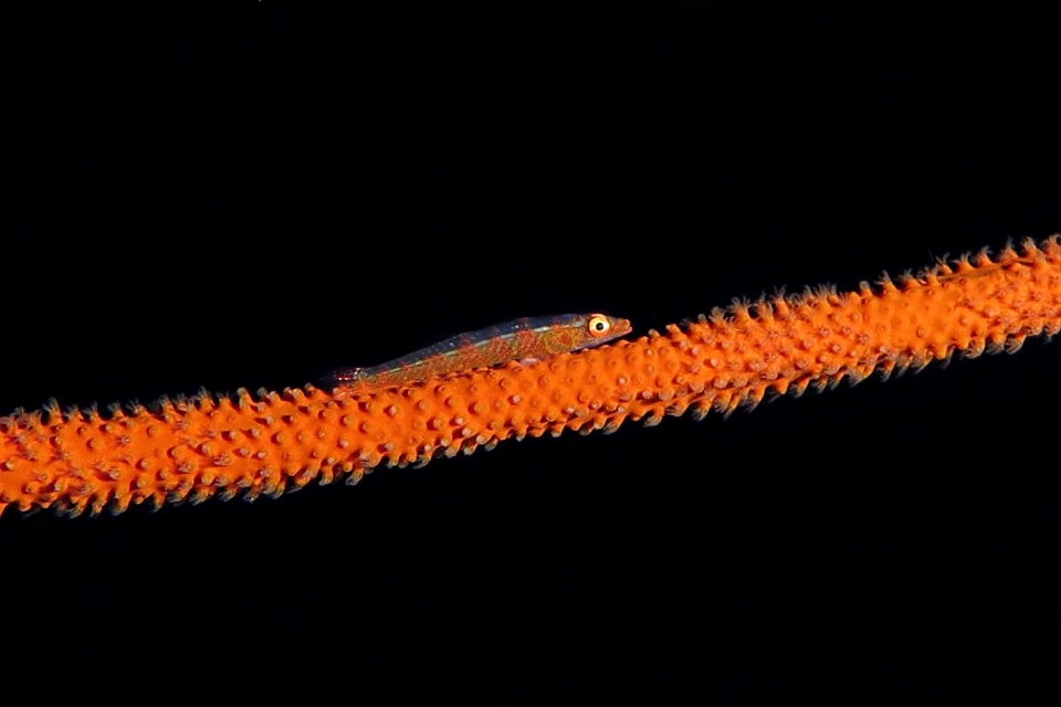 Bryaninops yongei, Cirripathes anguina