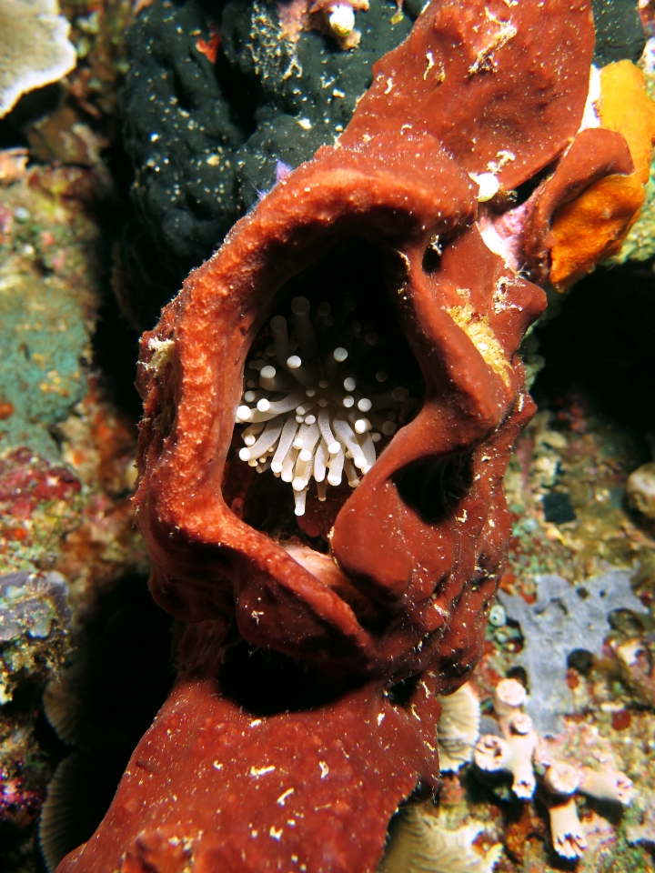 Euphyllia glabrescens