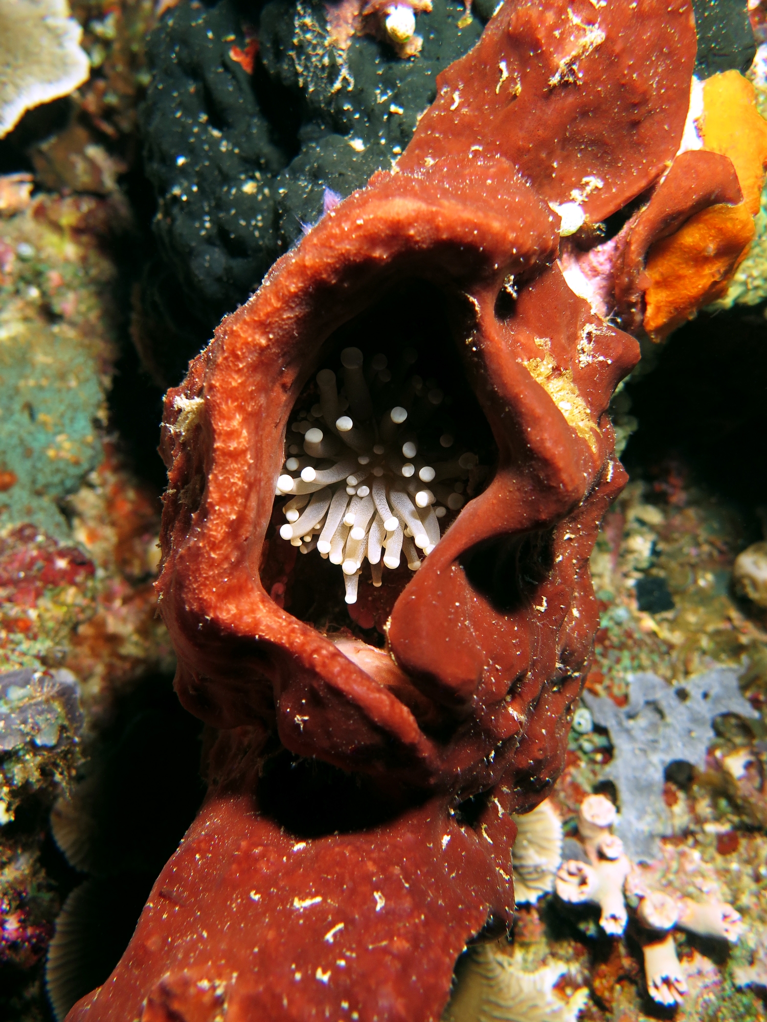 Euphyllia glabrescens