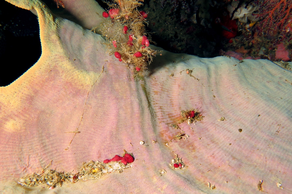 Ianthella basta, Pleurosicya elongata, Ecsenius bandanus, Didemnum moseley