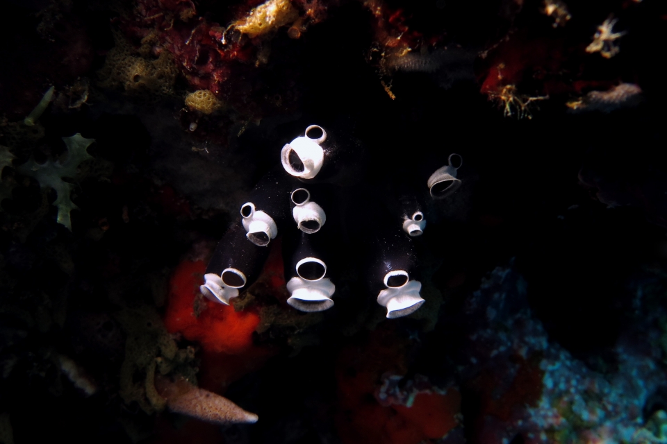 Clavelina robusta