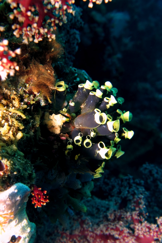 Clavelina robusta