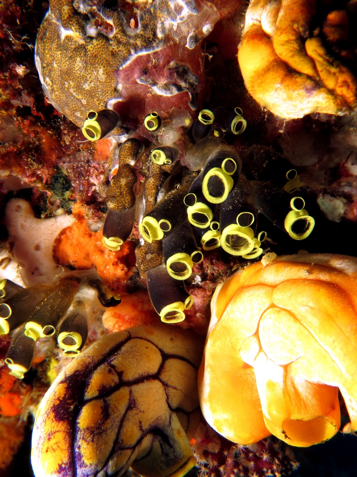 Clavelina robusta, Polycarpa aurata
