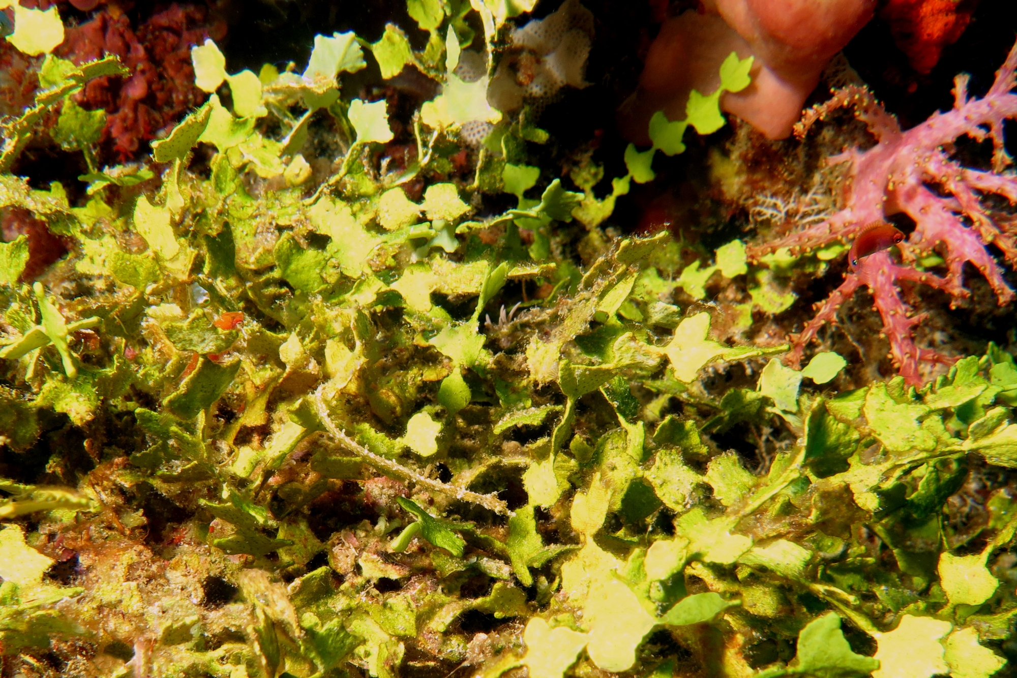 Halicampus dunckeri, Halimeda sp.