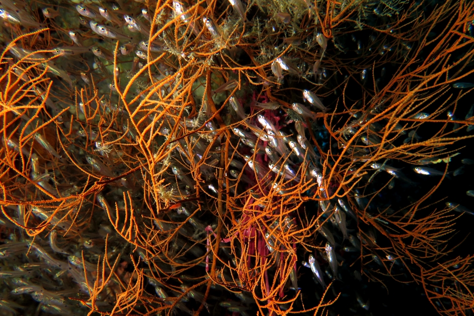 Ostorhinchus neotes, Antipathes sp.