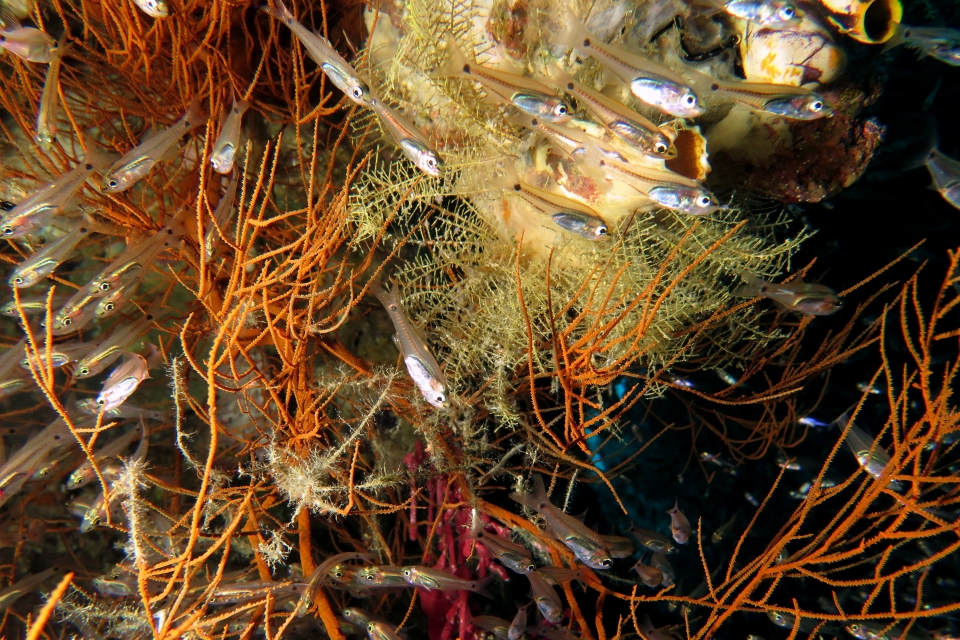 Ostorhinchus neotes, Antipathes sp.