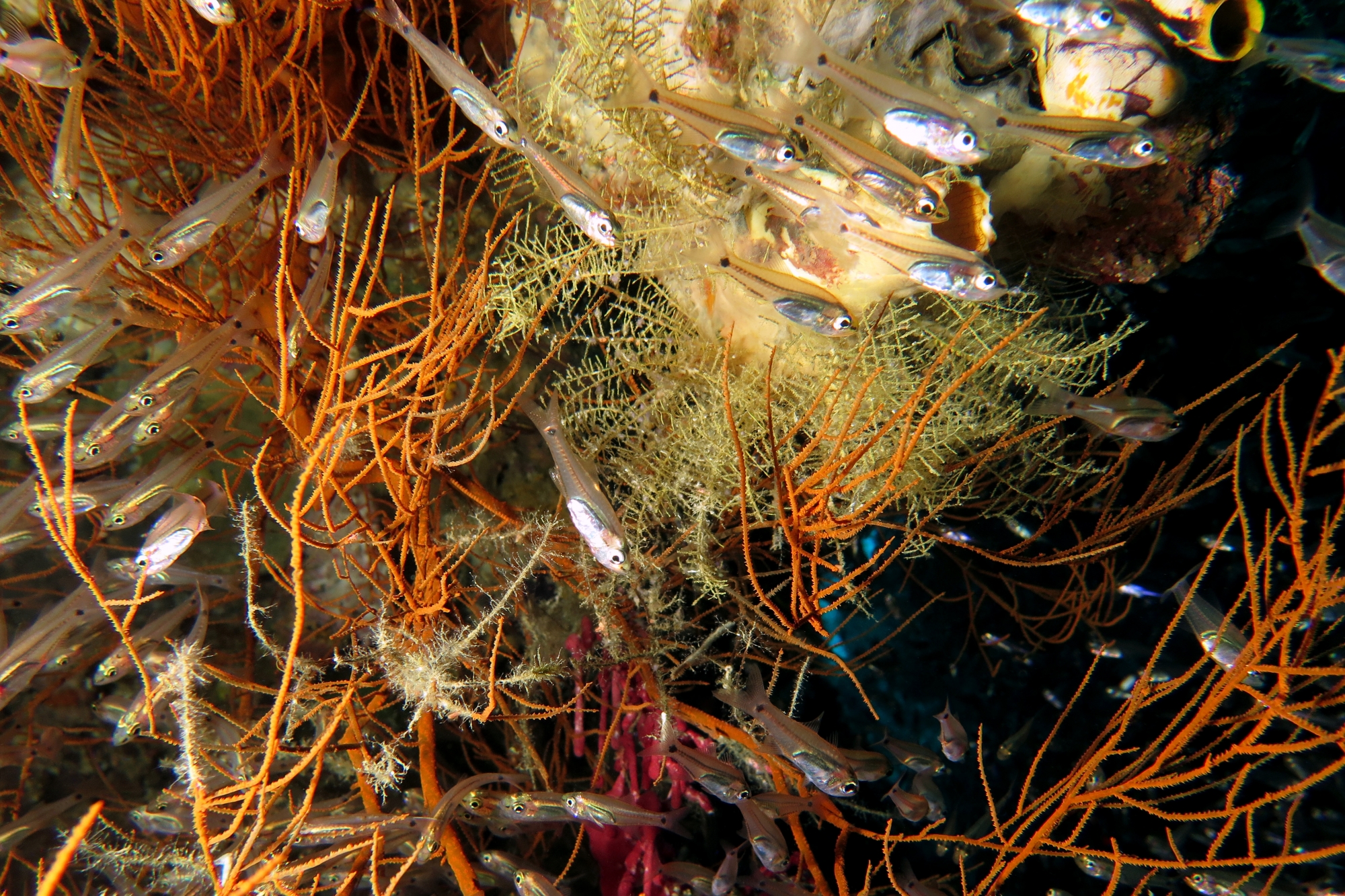 Ostorhinchus neotes, Antipathes sp.