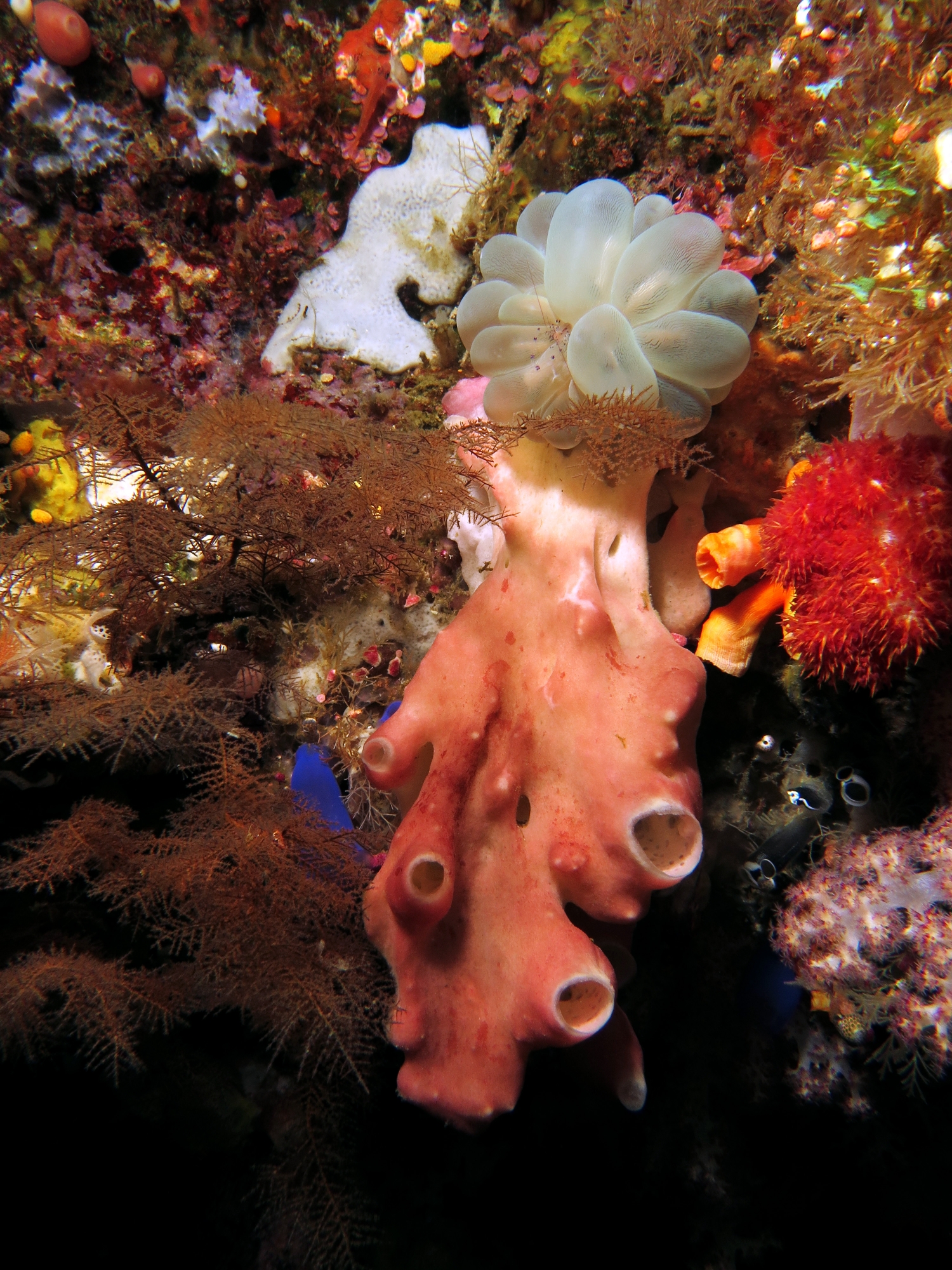 Leucetta primigenia, Plerogyra sinuosa