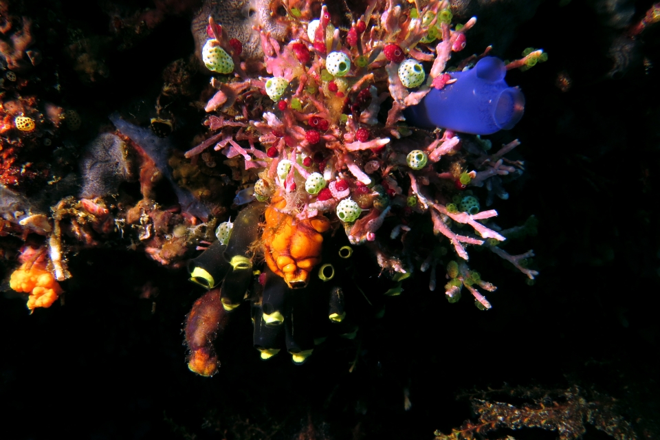 Atriolum robustum (15mm, Petite ascidie-urne), Clavelina robusta, Didemnum moseleyi, Polycarpa aurata