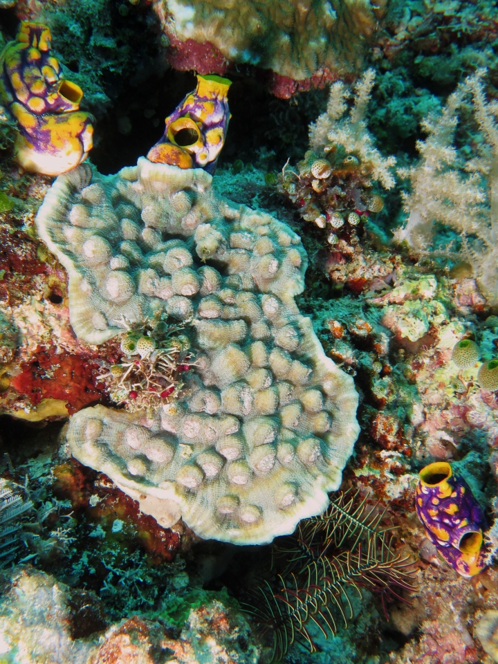Echinophyllia aspera, Polycarpa aurata