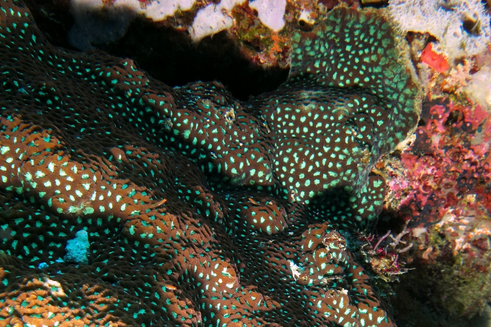 Eviota pellucida, Favites sp.