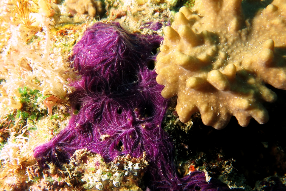 Chalinula nematifera, Sinulaire sp.