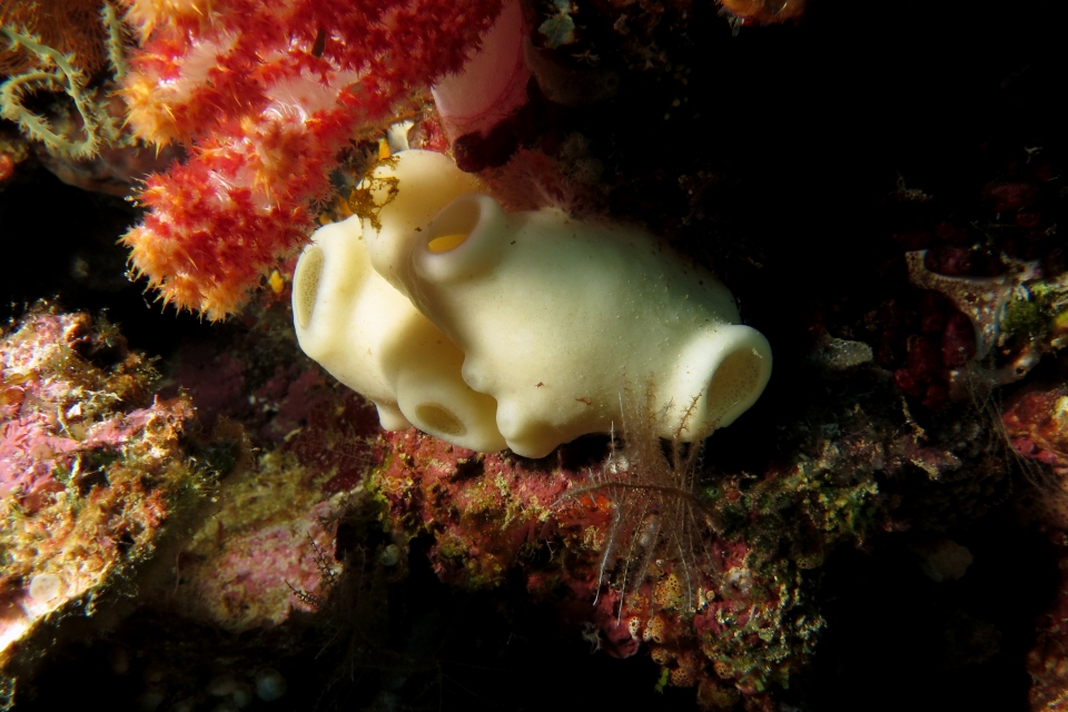 Callyspongia sp.