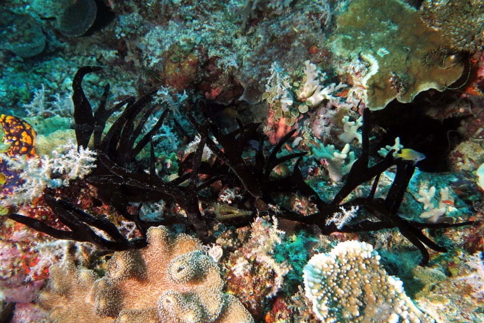 Eponge, Pomacentrus nigromanus