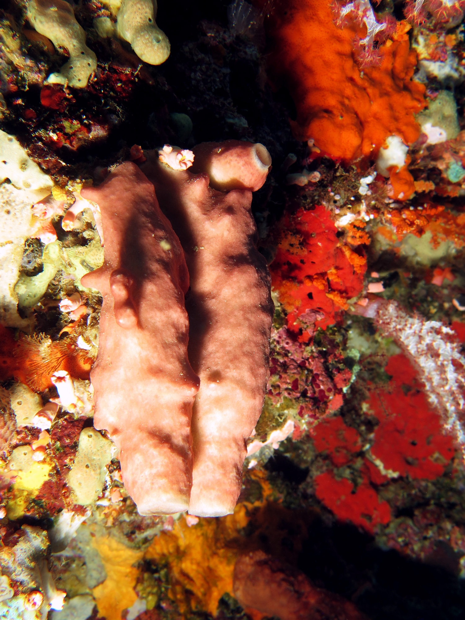 Leucetta primigenia