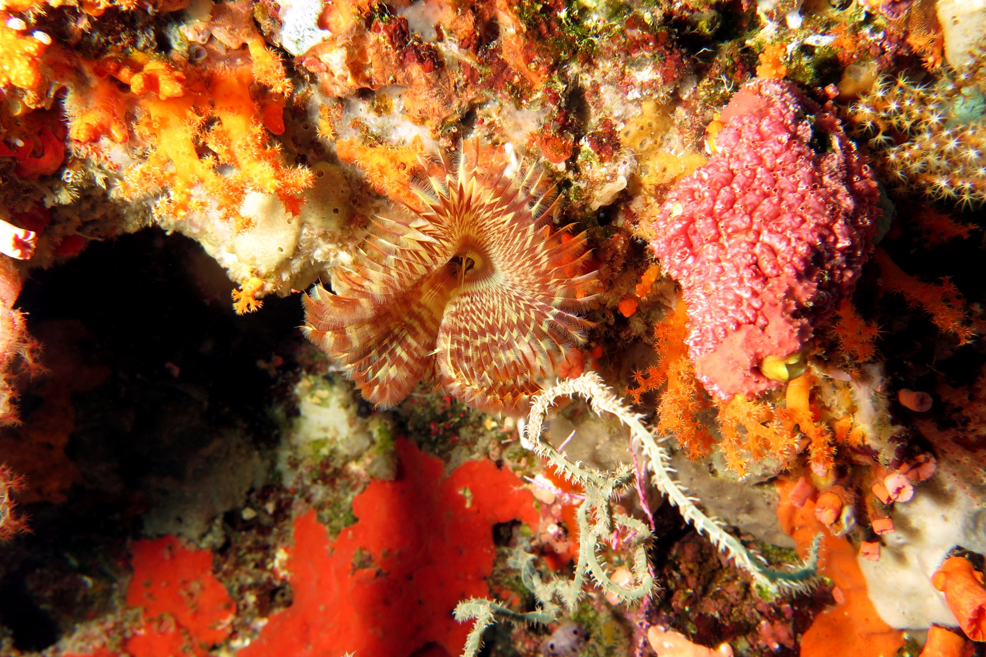 Sabellastarte spectabilis, Eusynstyela sp.