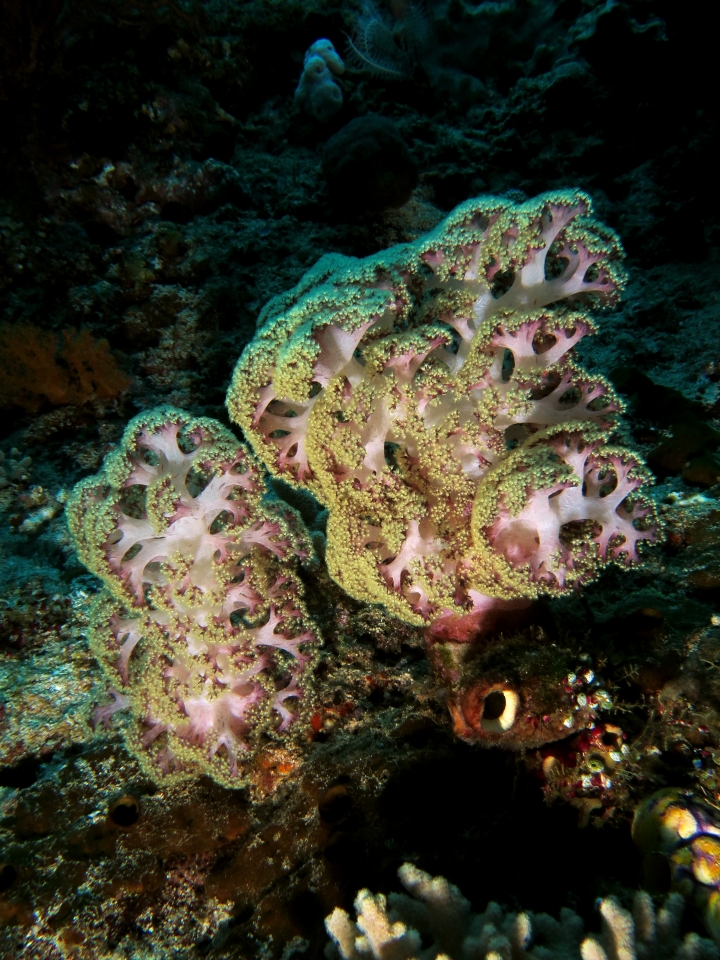 Dendronephthya mucronata