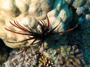 Pterois miles