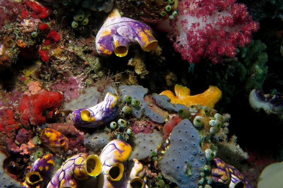 Polycarpa aurata, Didemnum molle, Haliclona (Haliclona) violacea