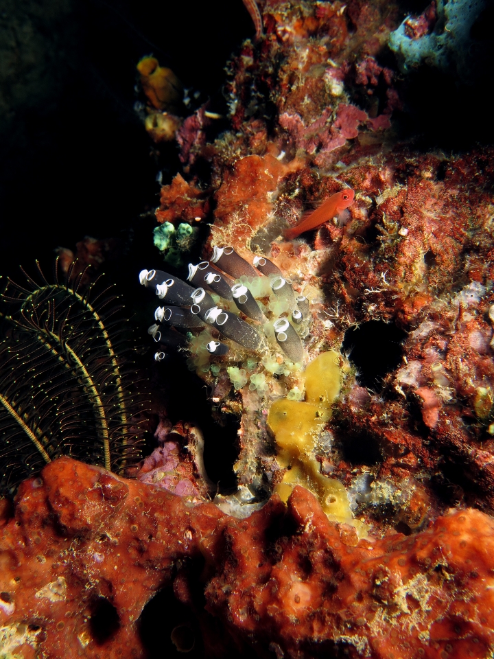 Clavelina robusta, Clavelina sp., Trimma benjamini