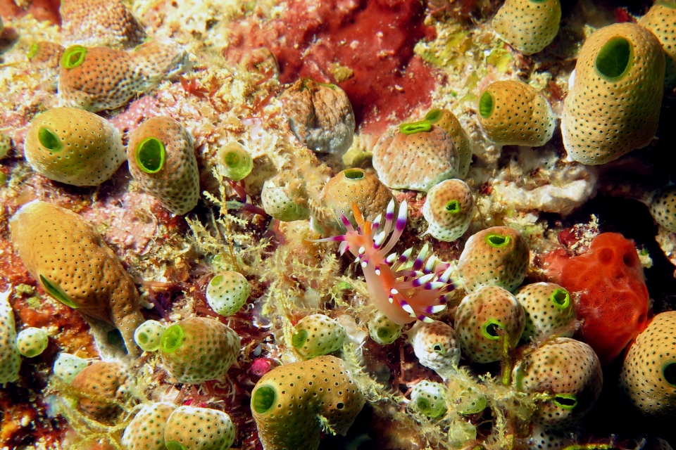 Flabellina exoptata, Didemnum molle