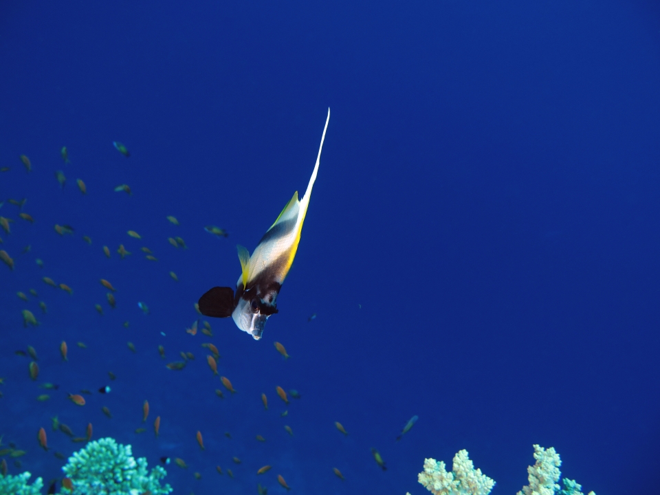 Heniochus intermedius