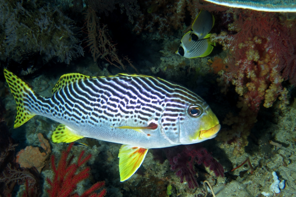 Plectorhinchus lineatus