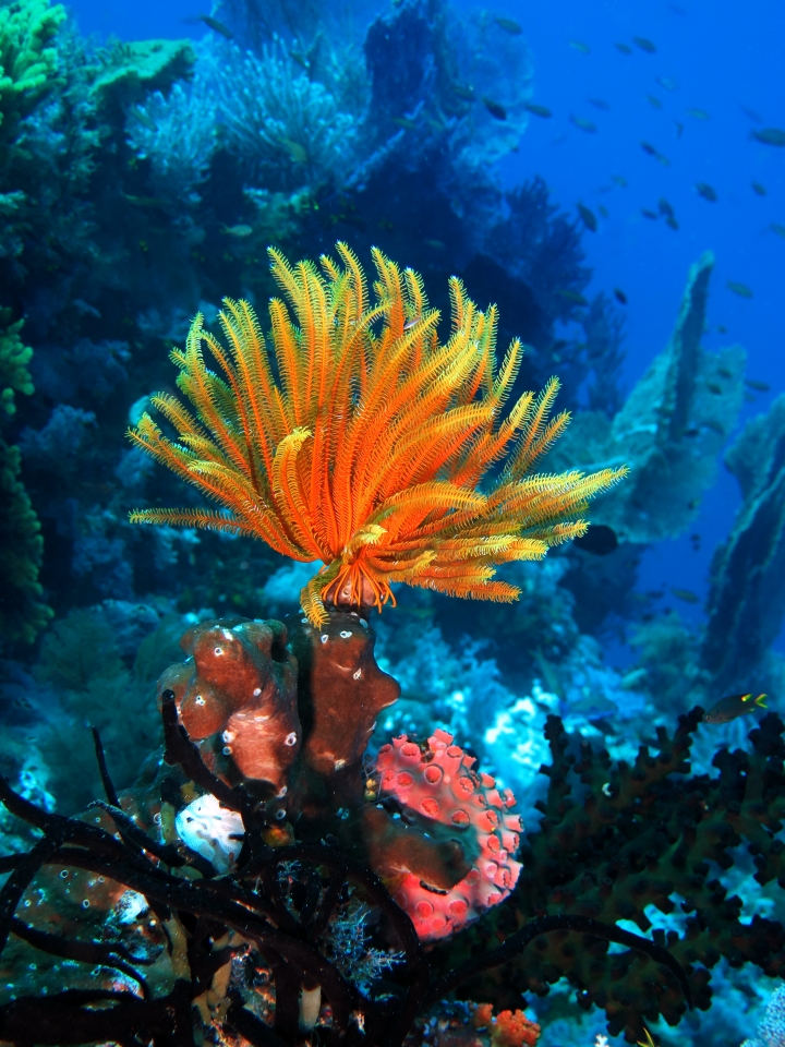 Anneissia (Oxycomanthus) bennetti