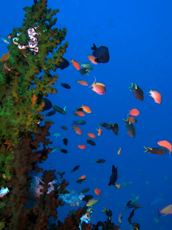 Pseudanthias huchtii, Neopomacentrus cyanomos, Tubastraea micranthus