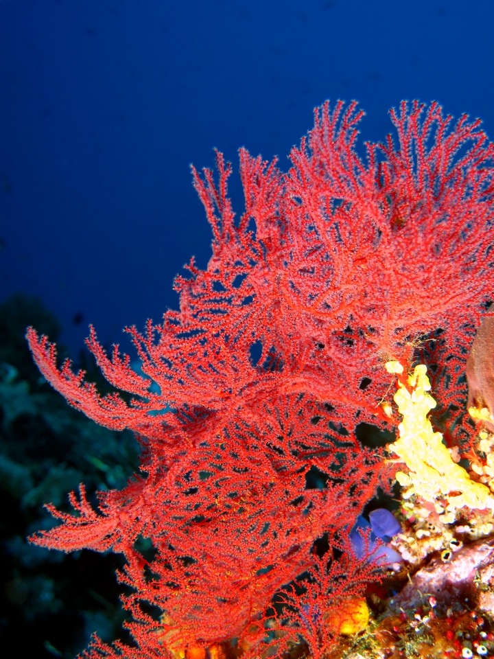 Acanthogorgia sp.