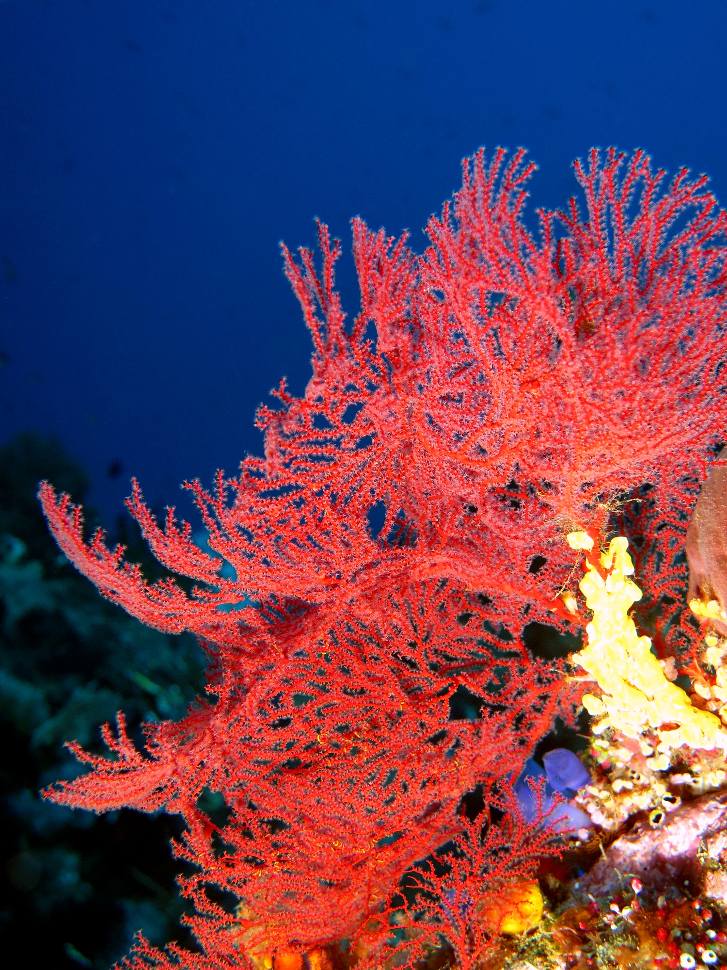 Acanthogorgia sp.