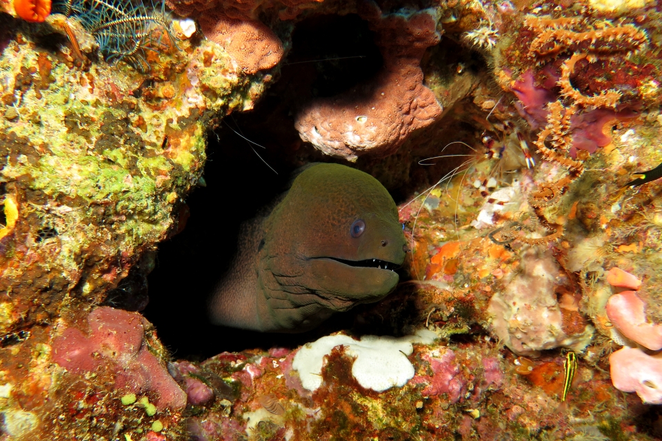 Gymnothorax javanicus, Stenopus hispidus