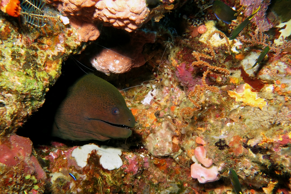 Gymnothorax javanicus, Stenopus hispidus