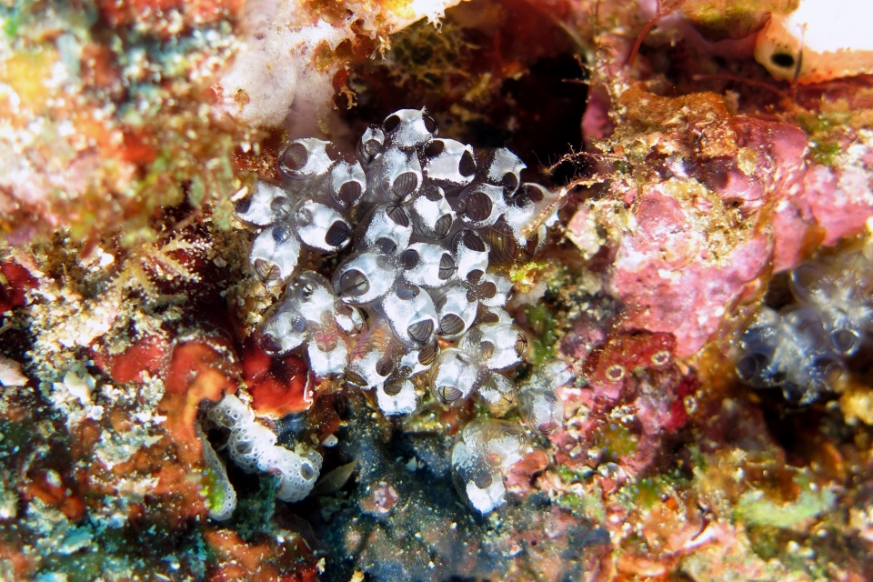 Clavelina sp.